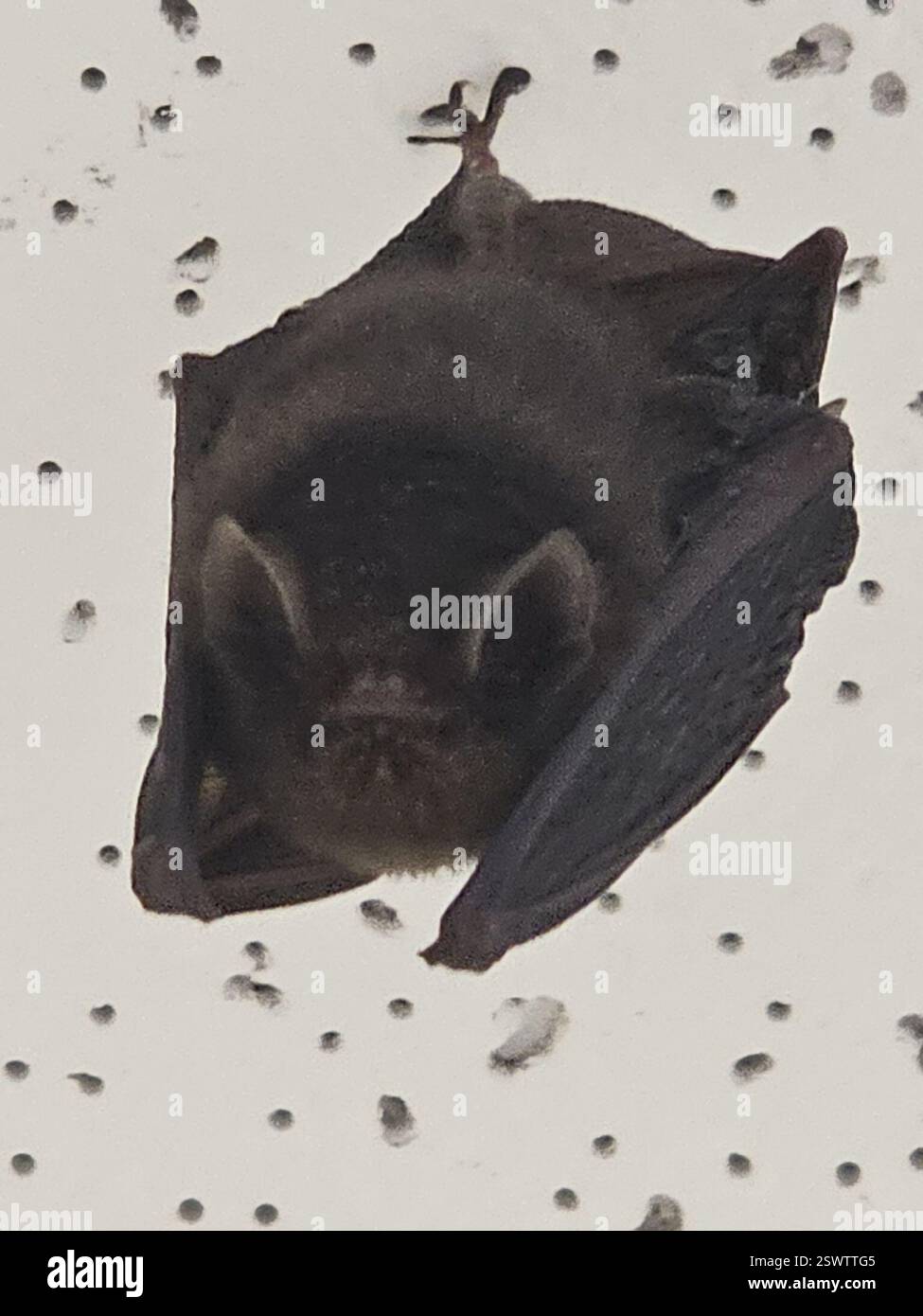 Thumbless Bat (Furipterus horrens), Mammalia, Kwakoegron, Suriname Foto Stock