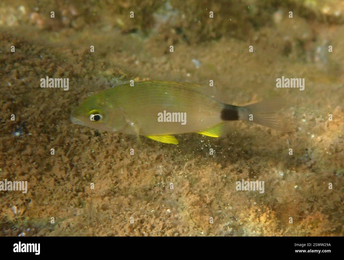 Anulare Seabream (Diplodus annularis), Actinopterygii, İçmeler, Marmaris/Muğla, Türkiye Foto Stock