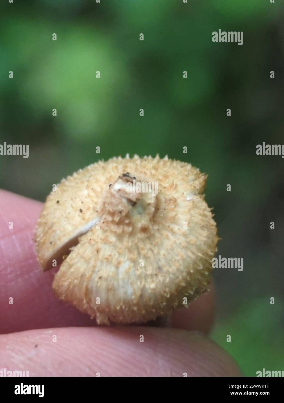 Fibercaps and Allies (Inocybaceae), funghi, Richland Township, PA, USA, betulla nera, pioppo di tulipani, magnolia al cetriolo, quercia, ciliegia nera, elm, hickory Foto Stock