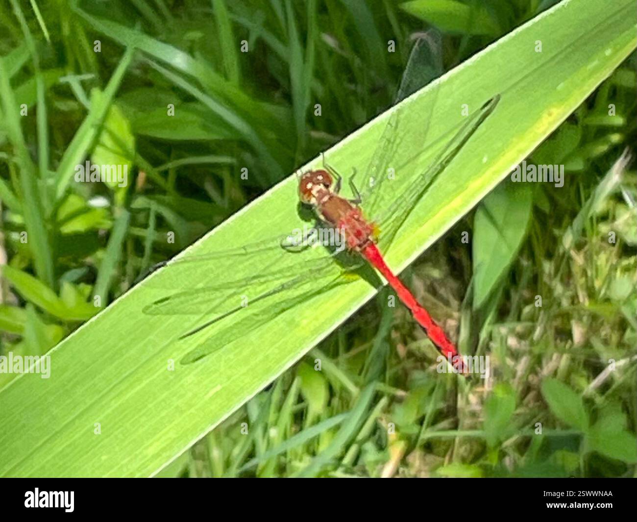 Ruby Meadowhawk (Sympetrum rubicundulum), Insecta, Webster Rd, Orchard Park, NY, NOI Foto Stock
