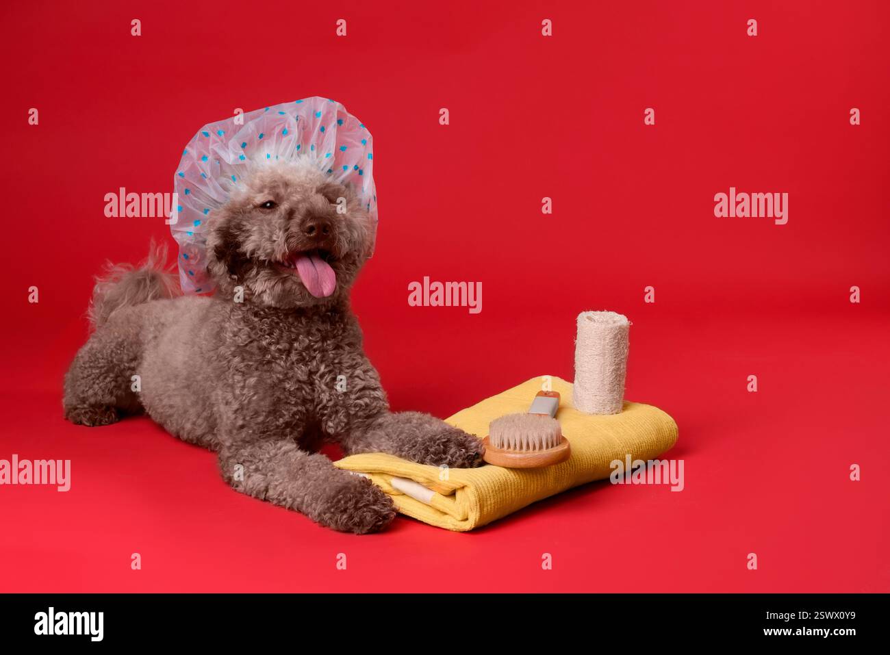 Cane carino con cuffia da doccia e altri accessori da bagno su sfondo rosso Foto Stock