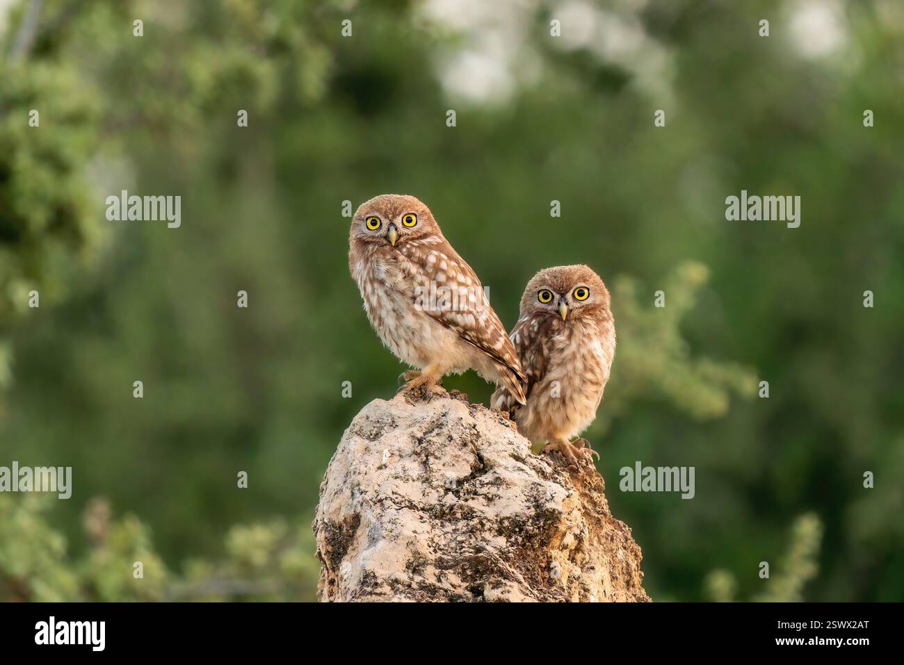 Un piccolo gufo su una roccia, due gufo. Foto Stock