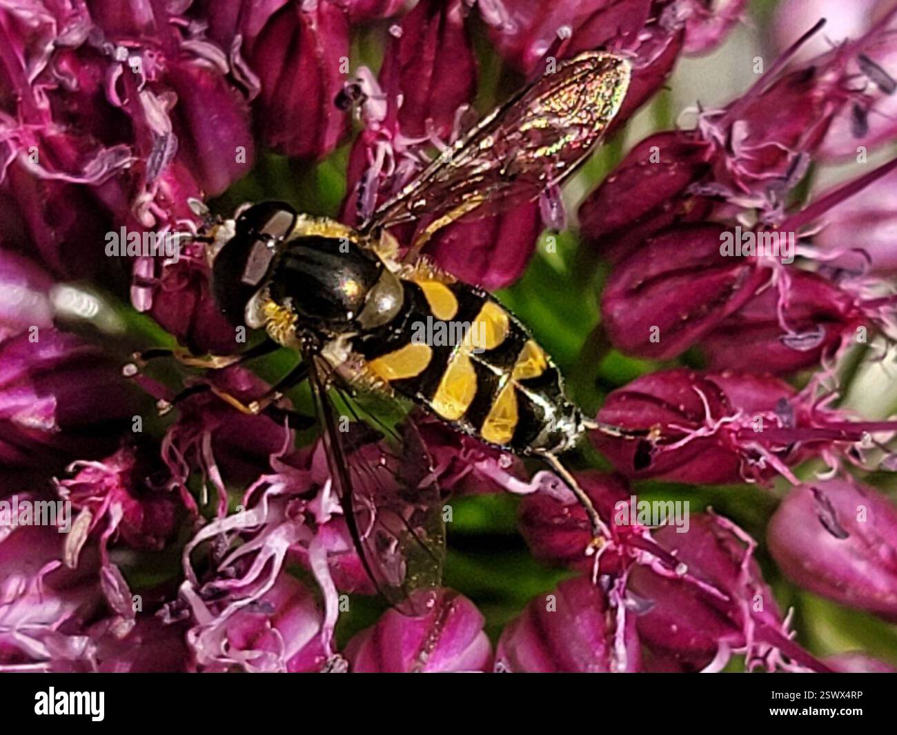 (Didea fasciata), Insecta, 3450 Lillerød, Danmark Foto Stock