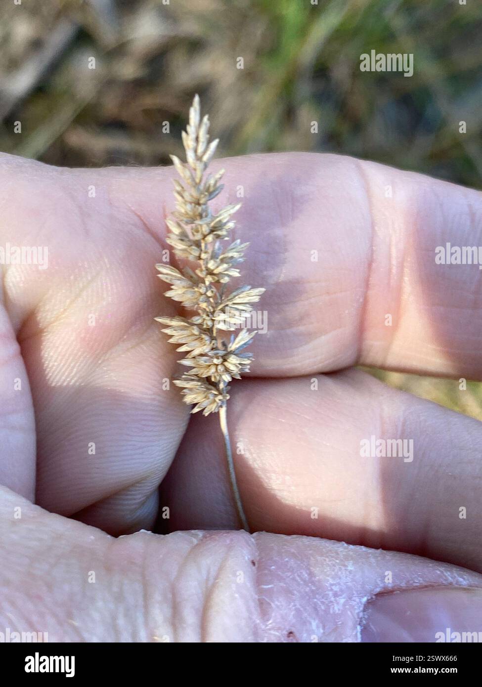 Nodulo (Echinopogon nutans), Plantae, BeauDesert - PT C, AU-QL, AU Foto Stock