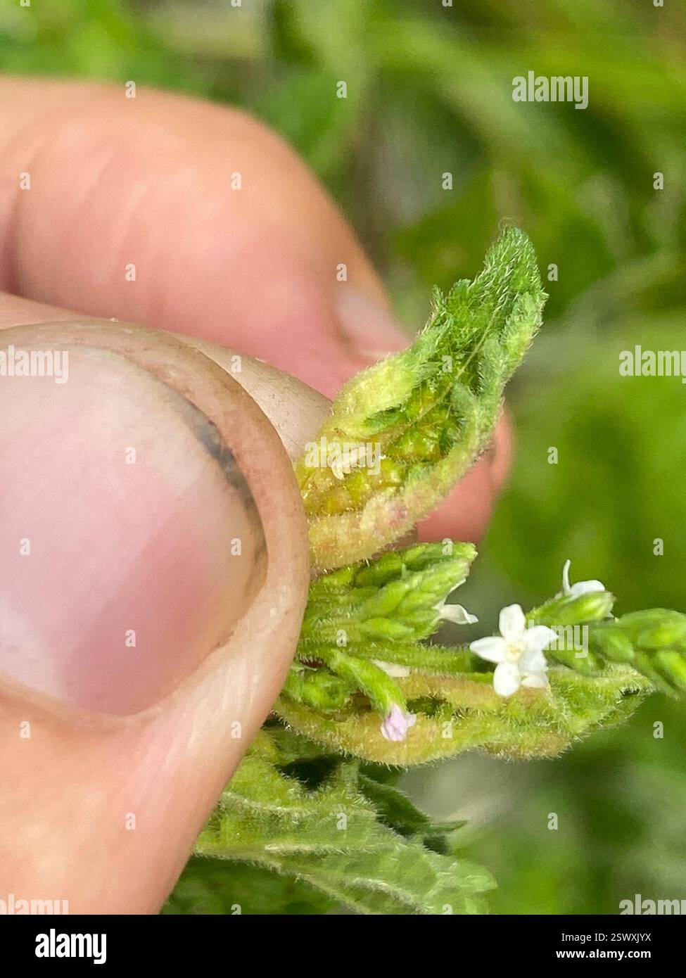 (Clinodiplosis verbenae), Insecta, Camp Lake, Benson, Minnesota, NOI Foto Stock