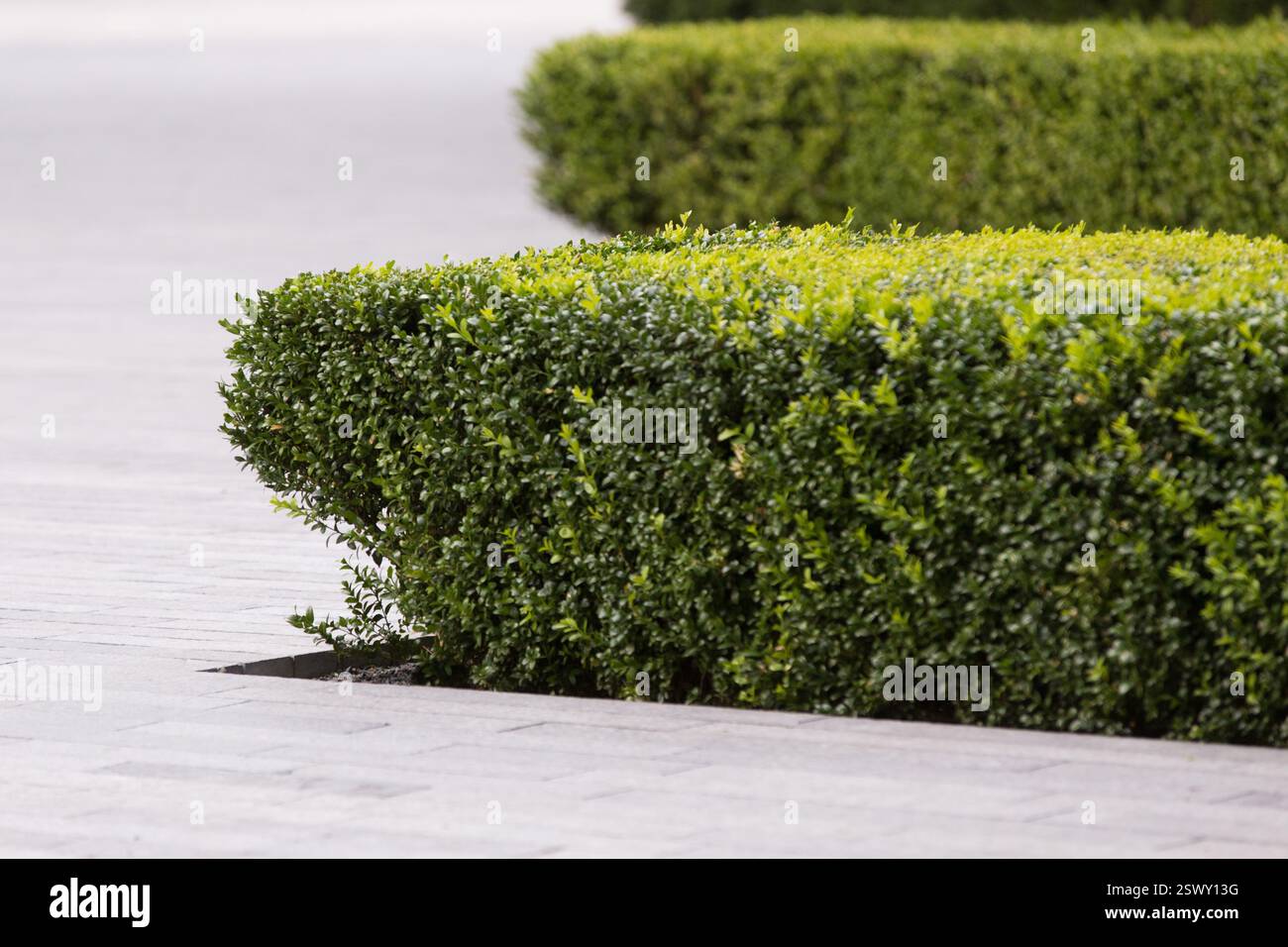Siepi rifilate fiancheggiano un passaggio pavimentato, probabilmente in uno spazio pubblico Foto Stock
