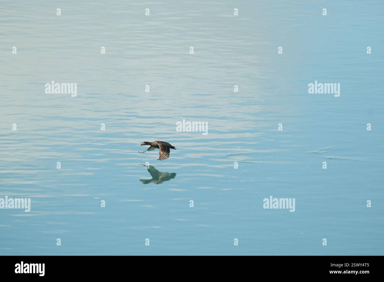 Eider anatra in volo sulle calme acque blu dell'Islanda meridionale, con riflessi. Foto Stock