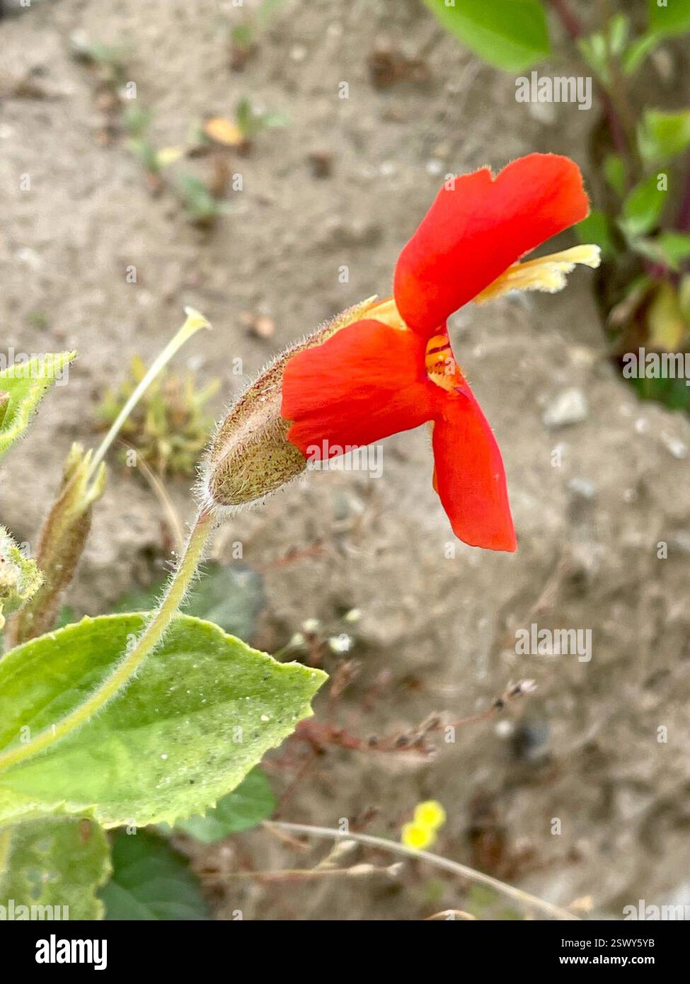 scarlet Monkeyflower (Erythranthe cardinalis), Plantae, Andrew Molera State Park, Big Sur, CA, US, Scarlet Monkeyflower (Erythranthe cardinalis) precedentemente chiamato Mimulus cardinalis, alias Cardinale Monkeyflower. È una pianta pelosa originaria, perenne, della famiglia dei semi di Lopseed (Phrymaceae) che cresce di 25-80 cm (fino a 31 pollici) di altezza in luoghi umidi e umidi lungo ruscelli e altre aree di infiltrazione, in molte comunità di piante. Le foglie sono opposte, oblunghe per obovare, dentate e alcune di esse bloccano lo stelo. Coppie di fiori rosso-arancio luminosi sono alla fine del pedicello lungo. I fiori hanno due lobi ad arco Foto Stock