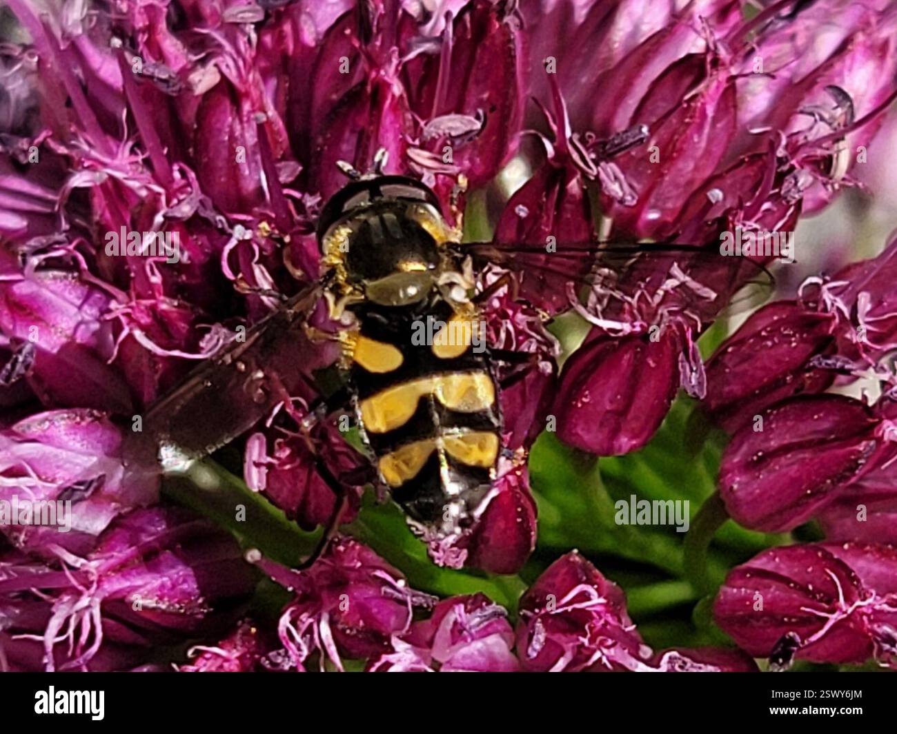 (Didea fasciata), Insecta, 3450 Lillerød, Danmark Foto Stock