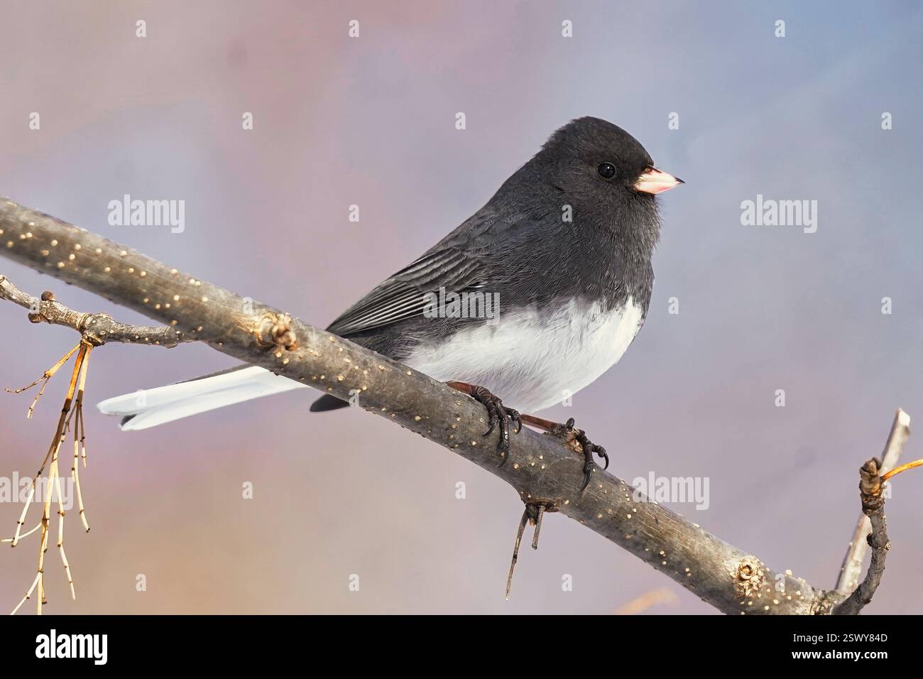 junco dagli occhi scuri su un ramo d'albero Foto Stock