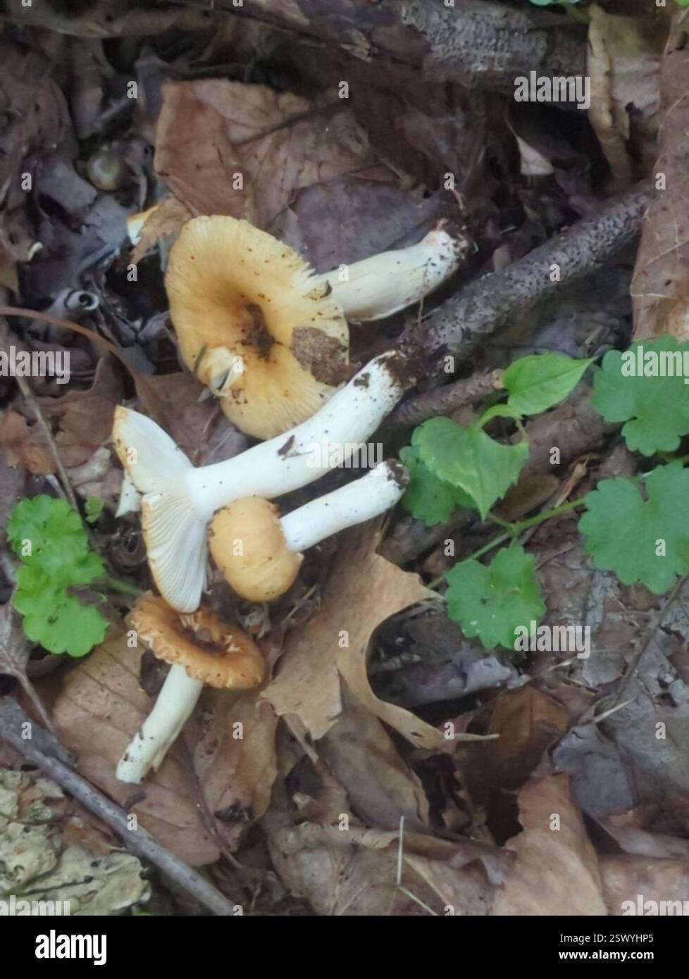 Brittlegills (Russula), funghi, Richland Township, PA, Stati Uniti, Basswood, acero, betulla nera, quercia a distanza Foto Stock