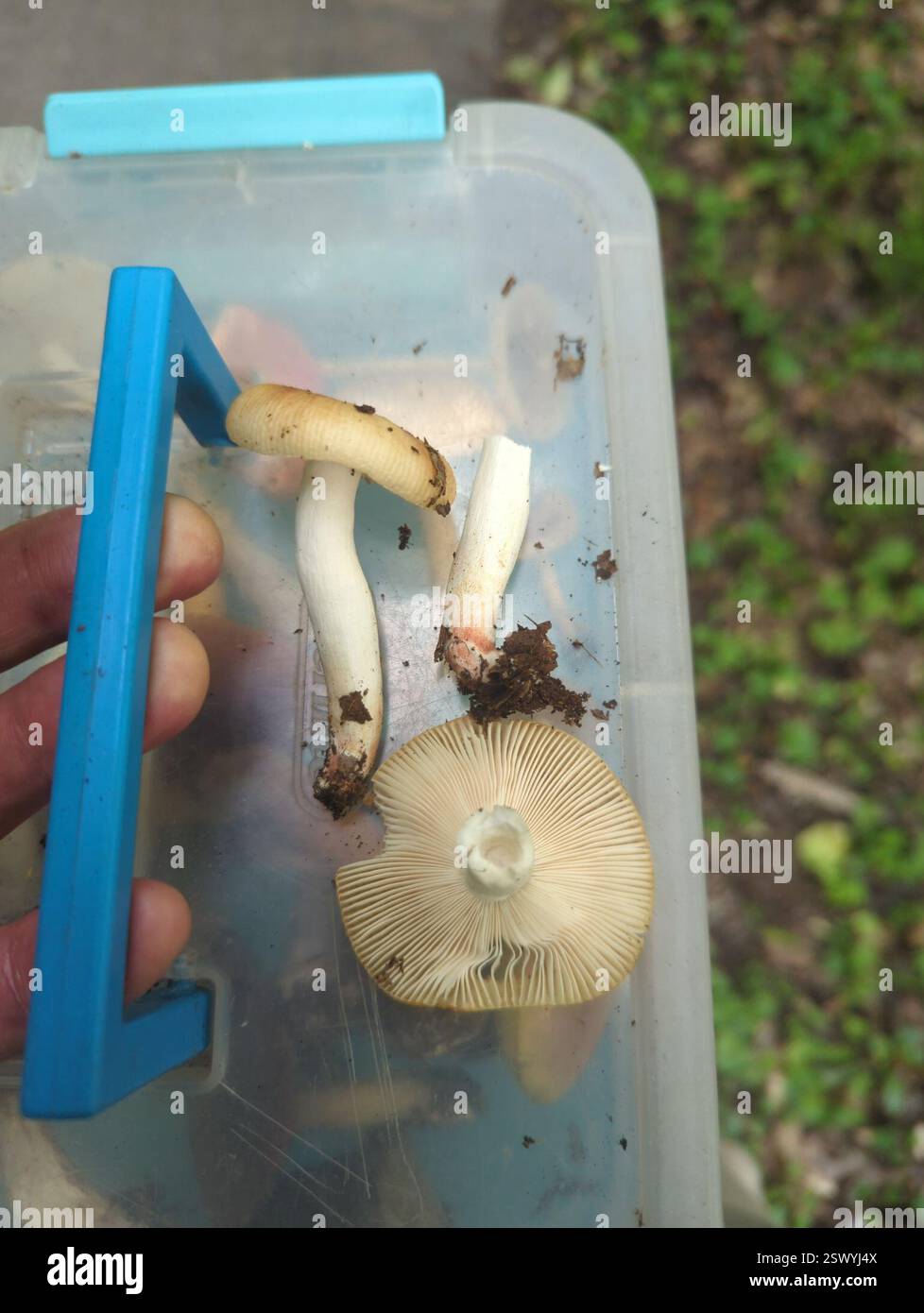 Brittlegills (Russula), funghi, Richland Township, PA, Stati Uniti, olmo, acero, ciliegio, rovere rosso Foto Stock
