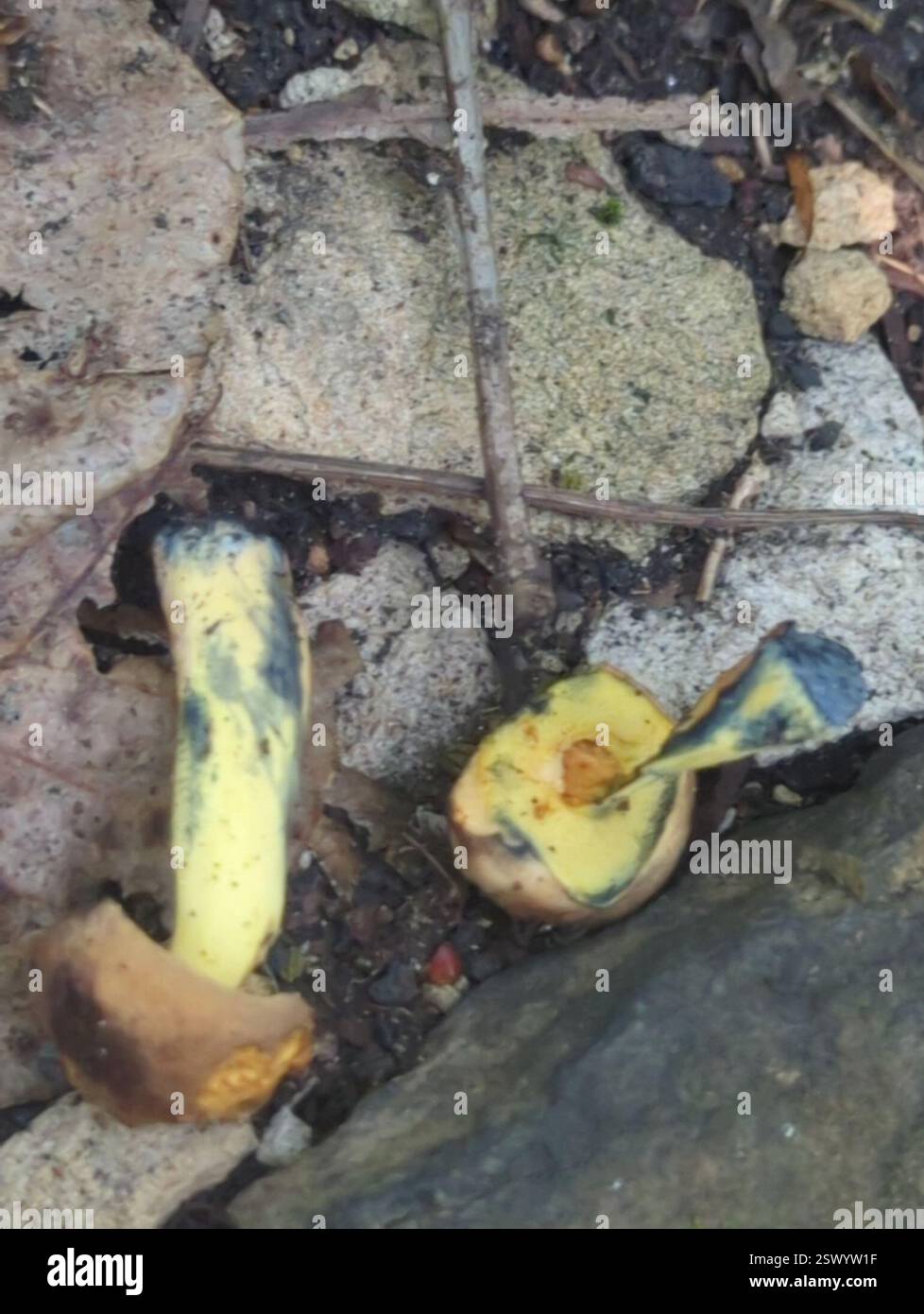 (Cyanoboletus), funghi, Richland Township, PA, Stati Uniti, palla di rootball di albero caduto vicino a quercia, faggio, acero Foto Stock