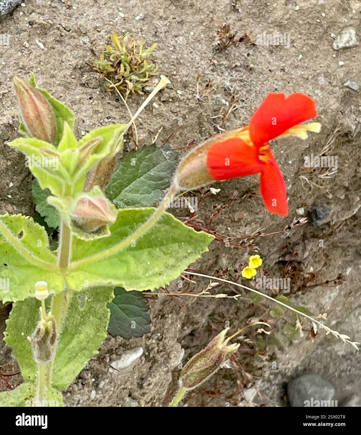 scarlet Monkeyflower (Erythranthe cardinalis), Plantae, Andrew Molera State Park, Big Sur, CA, US, Scarlet Monkeyflower (Erythranthe cardinalis) precedentemente chiamato Mimulus cardinalis, alias Cardinale Monkeyflower. È una pianta pelosa originaria, perenne, della famiglia dei semi di Lopseed (Phrymaceae) che cresce di 25-80 cm (fino a 31 pollici) di altezza in luoghi umidi e umidi lungo ruscelli e altre aree di infiltrazione, in molte comunità di piante. Le foglie sono opposte, oblunghe per obovare, dentate e alcune di esse bloccano lo stelo. Coppie di fiori rosso-arancio luminosi sono alla fine del pedicello lungo. I fiori hanno due lobi ad arco Foto Stock