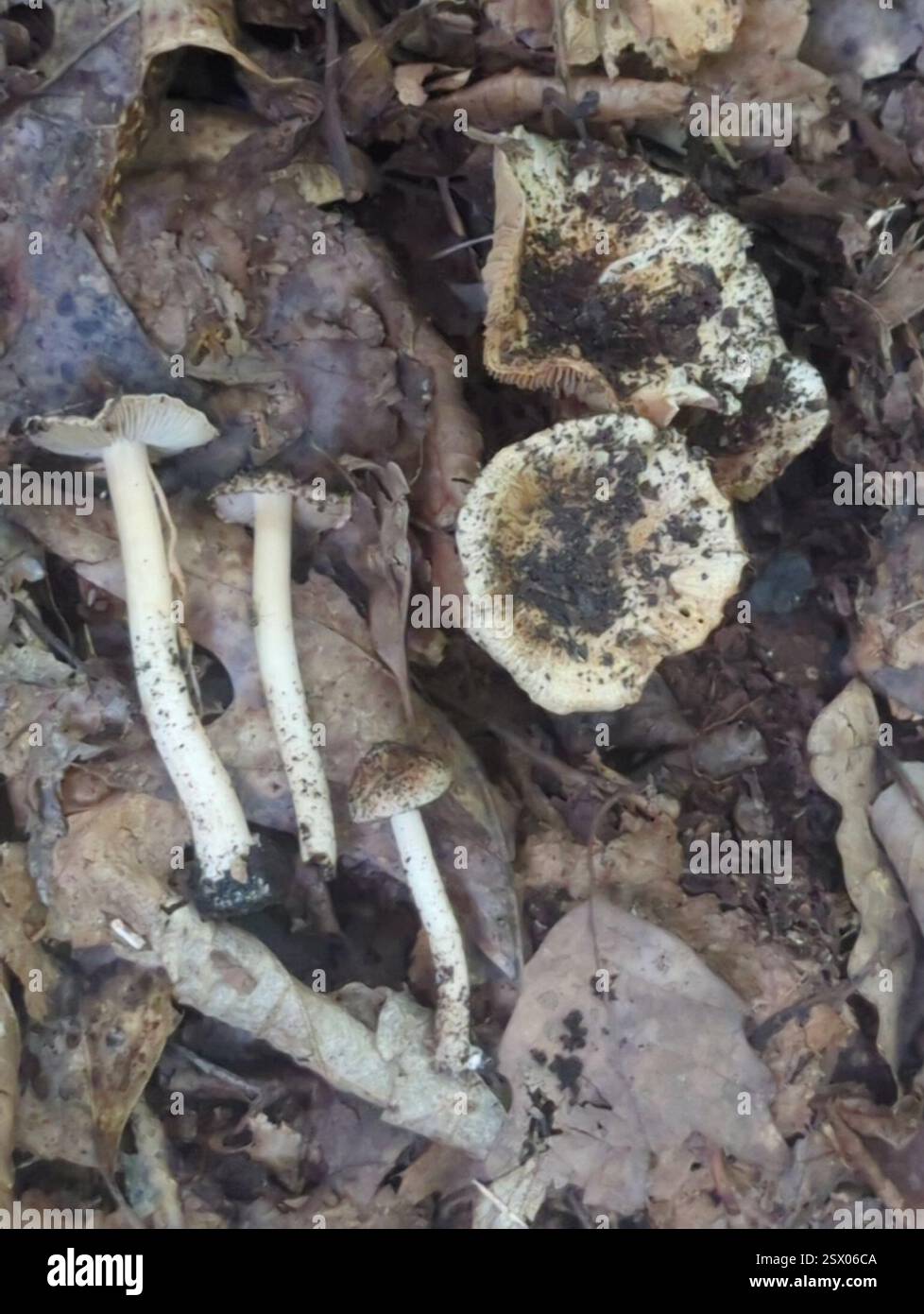 Fibercaps and Allies (Inocybaceae), funghi, Richland Township, PA, USA, Elm, basswood, quercia, tulipani, betulla nera Foto Stock