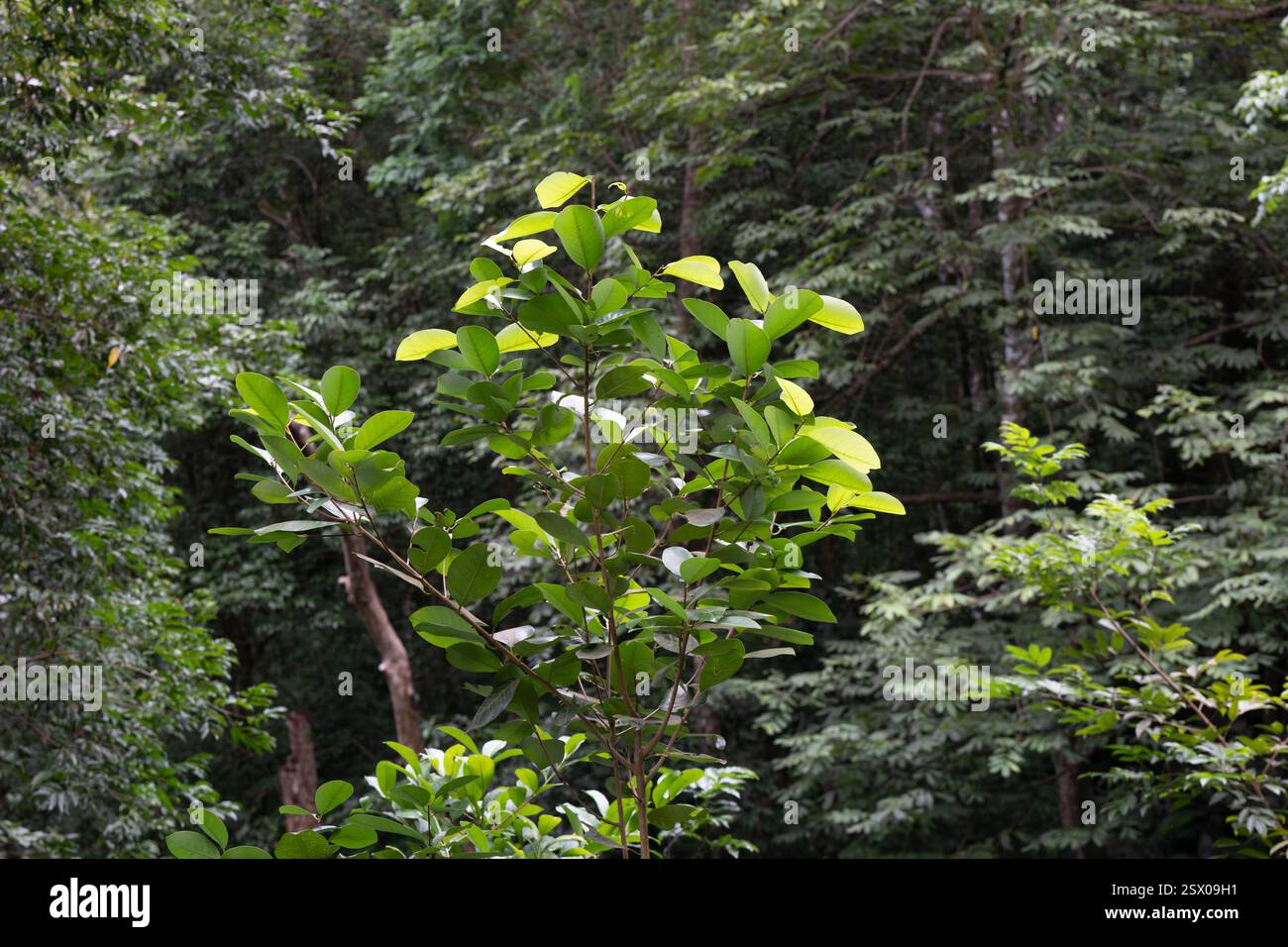 Foresta pluviale tropicale, Saint Lucia, Indie occidentali Foto Stock
