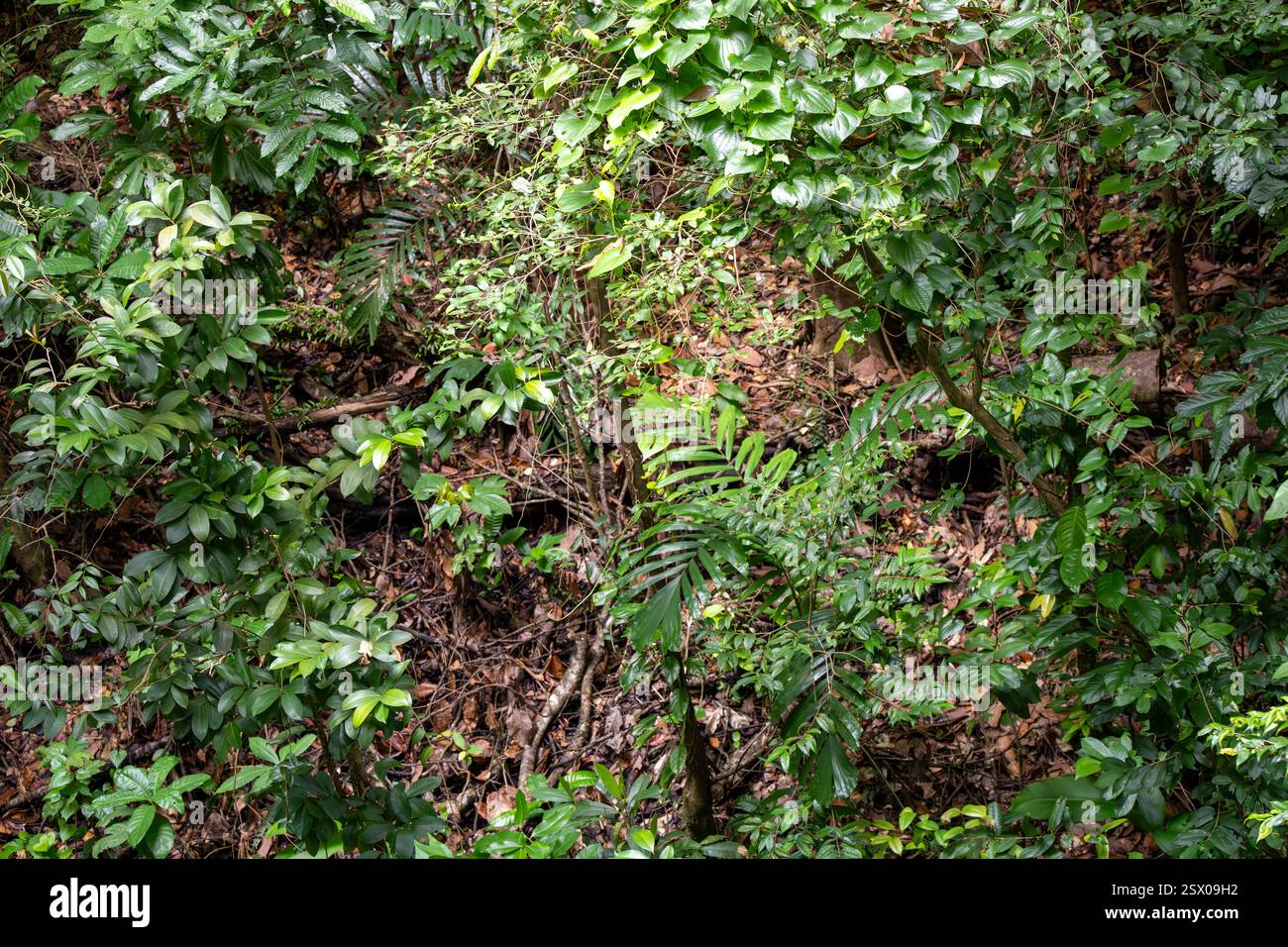 Foresta pluviale tropicale, Saint Lucia, Indie occidentali Foto Stock