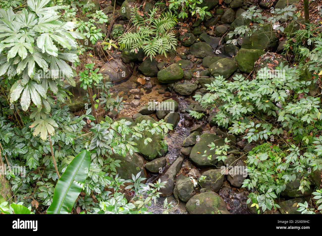 Foresta pluviale tropicale, Saint Lucia, Indie occidentali Foto Stock