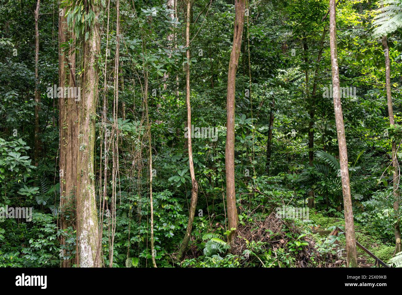 Foresta pluviale tropicale, Saint Lucia, Indie occidentali Foto Stock
