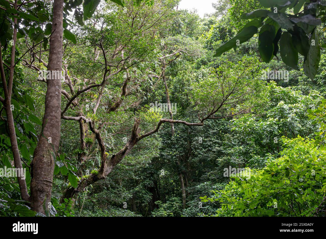 Foresta pluviale tropicale, Saint Lucia, Indie occidentali Foto Stock