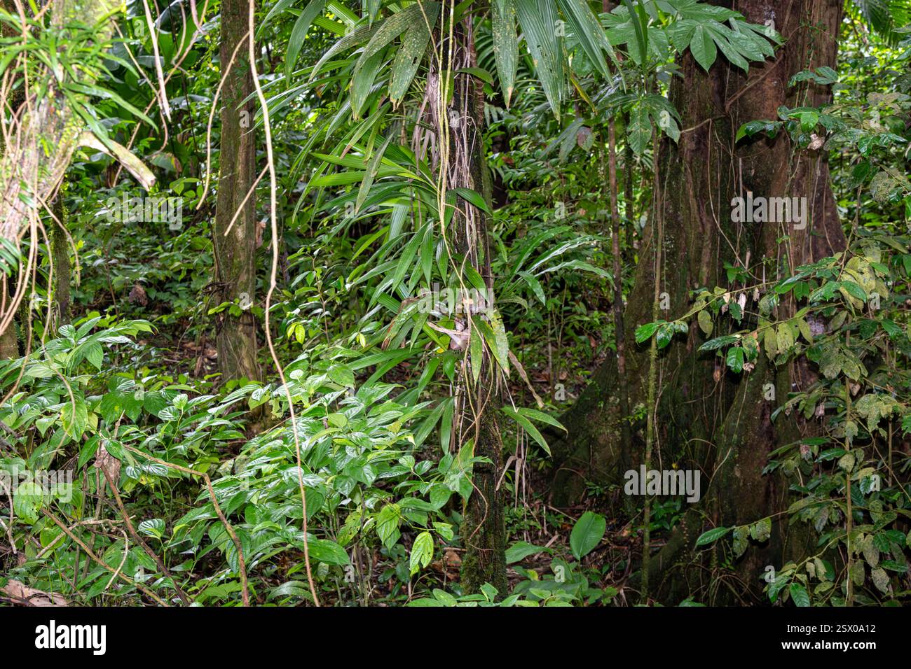 Foresta pluviale tropicale, Saint Lucia, Indie occidentali Foto Stock