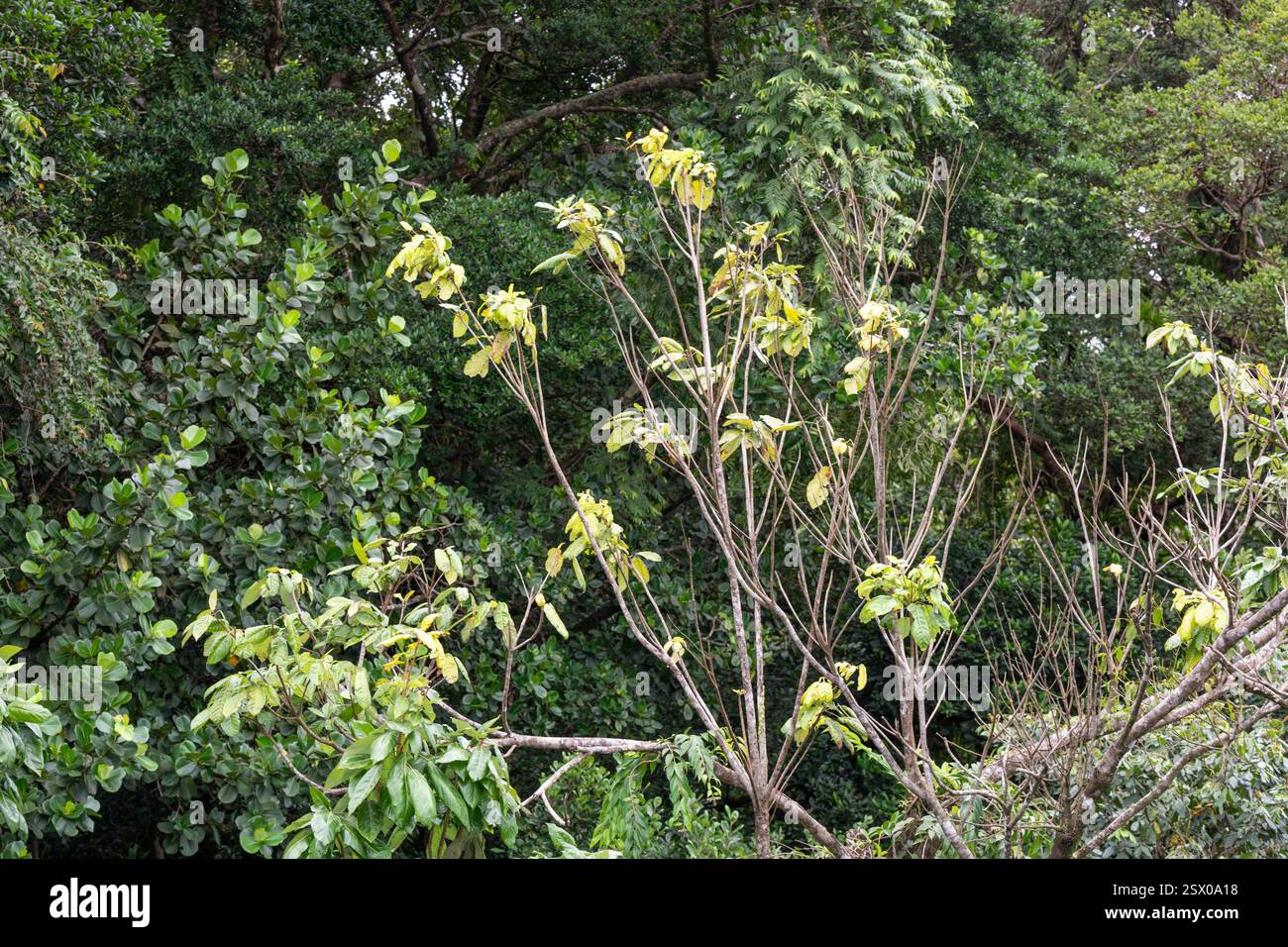 Foresta pluviale tropicale, Saint Lucia, Indie occidentali Foto Stock