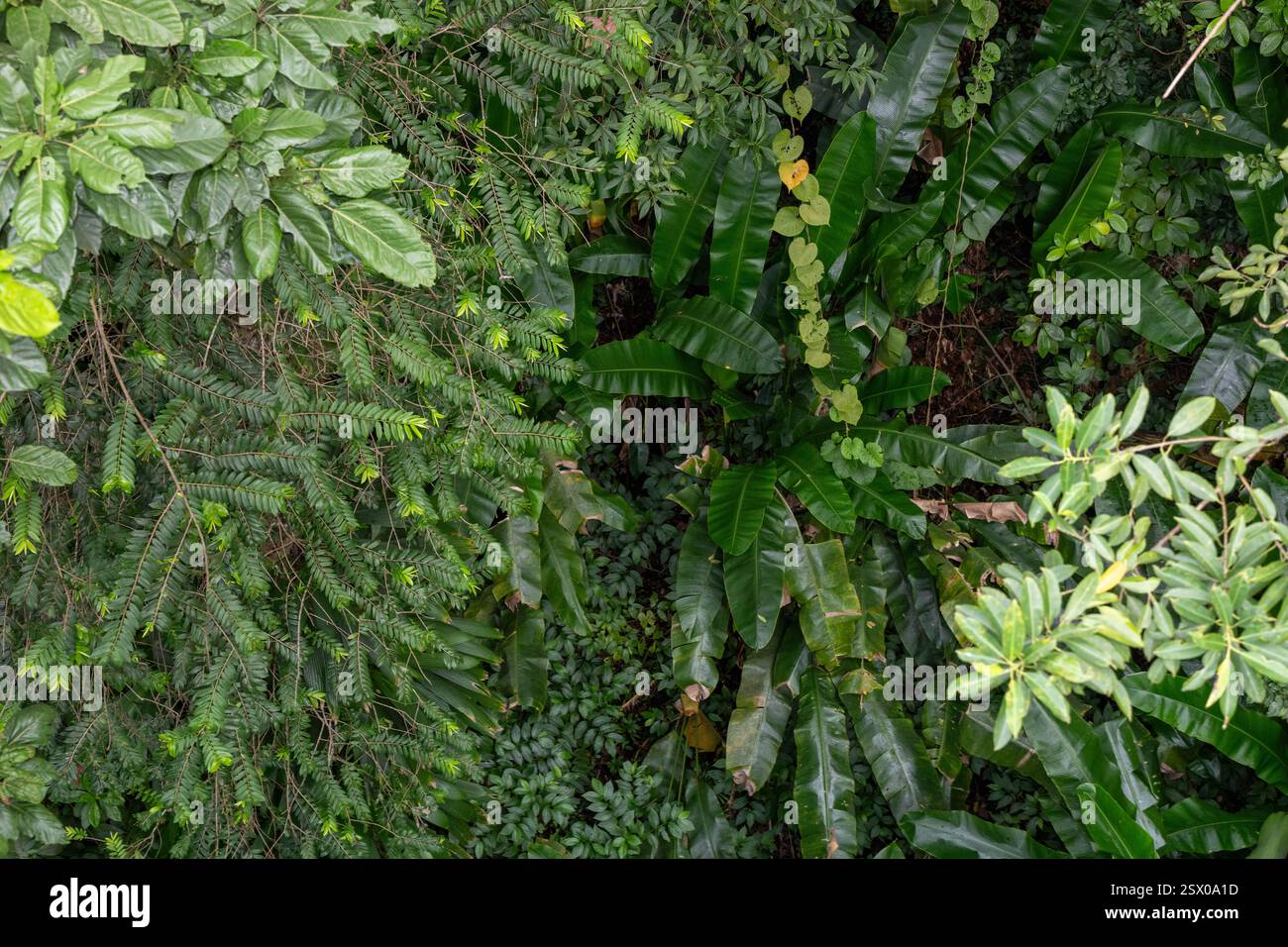 Foresta pluviale tropicale, Saint Lucia, Indie occidentali Foto Stock