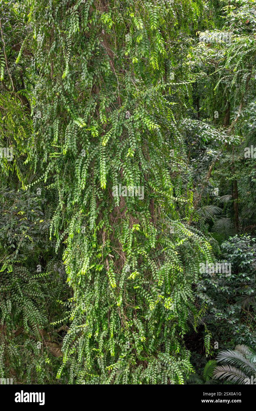 Foresta pluviale tropicale, Saint Lucia, Indie occidentali Foto Stock
