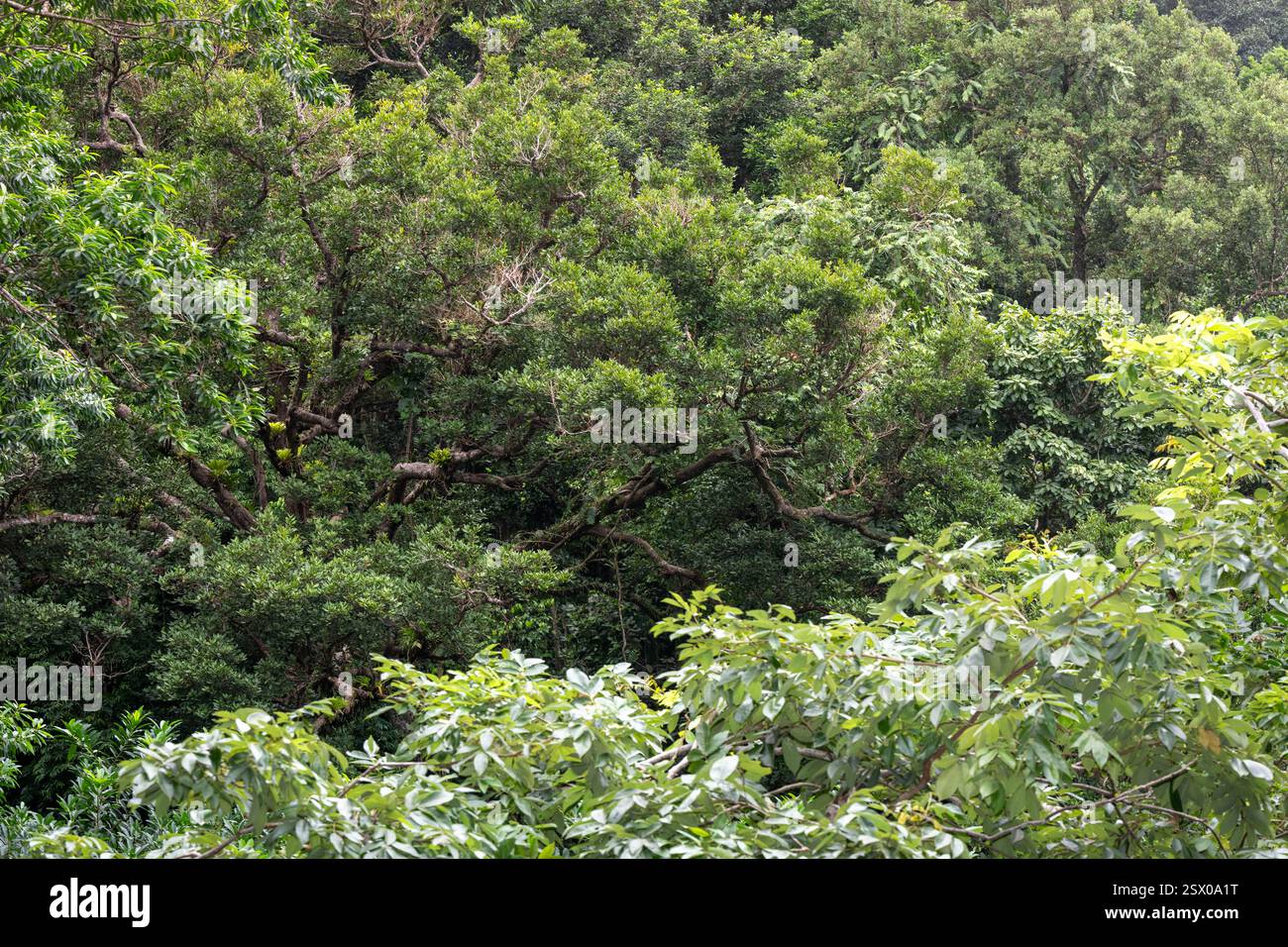 Foresta pluviale tropicale, Saint Lucia, Indie occidentali Foto Stock