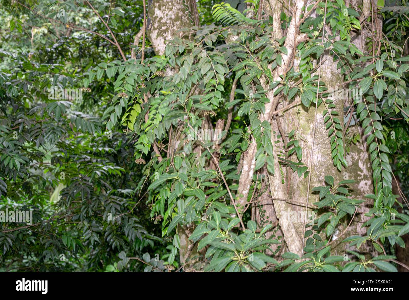 Foresta pluviale tropicale, Saint Lucia, Indie occidentali Foto Stock
