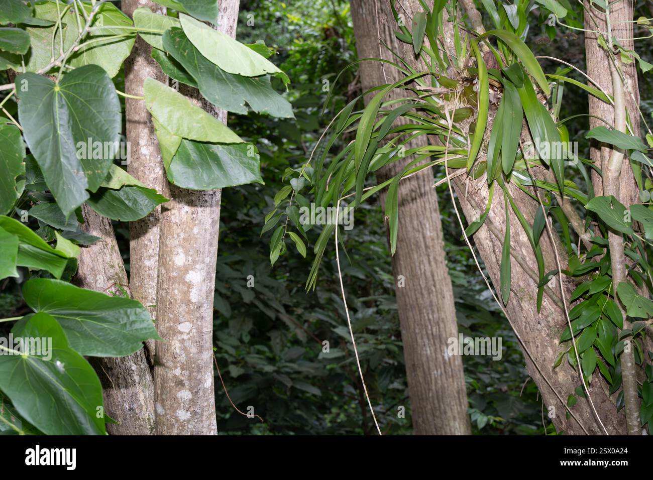 Foresta pluviale tropicale, Saint Lucia, Indie occidentali Foto Stock