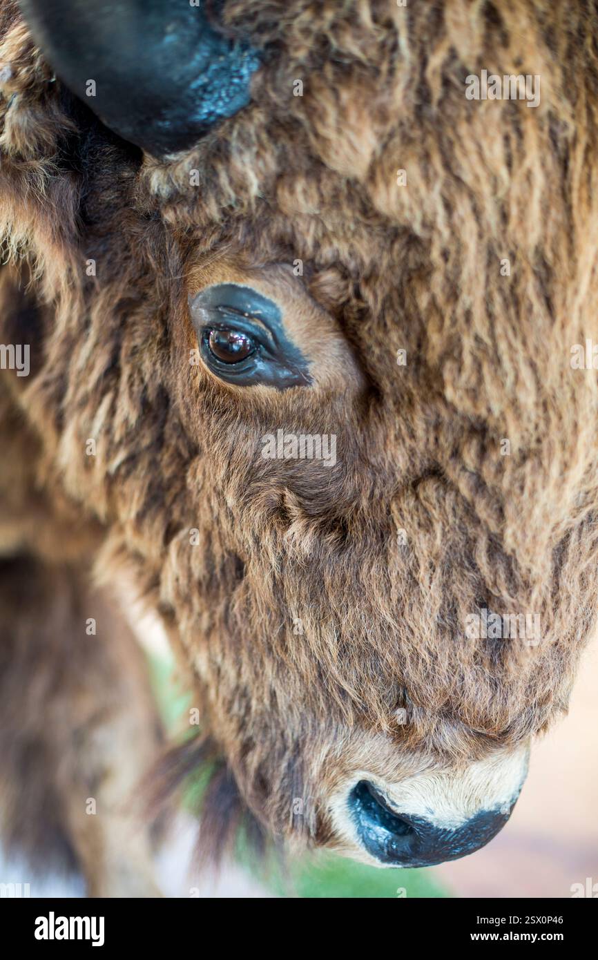 Primo piano della faccia di un bufalo, con un naso nero e un occhio nero. La pelliccia di bufalo è marrone e ha una criniera spessa e boscosa. L'occhio è grande e scuro, Foto Stock