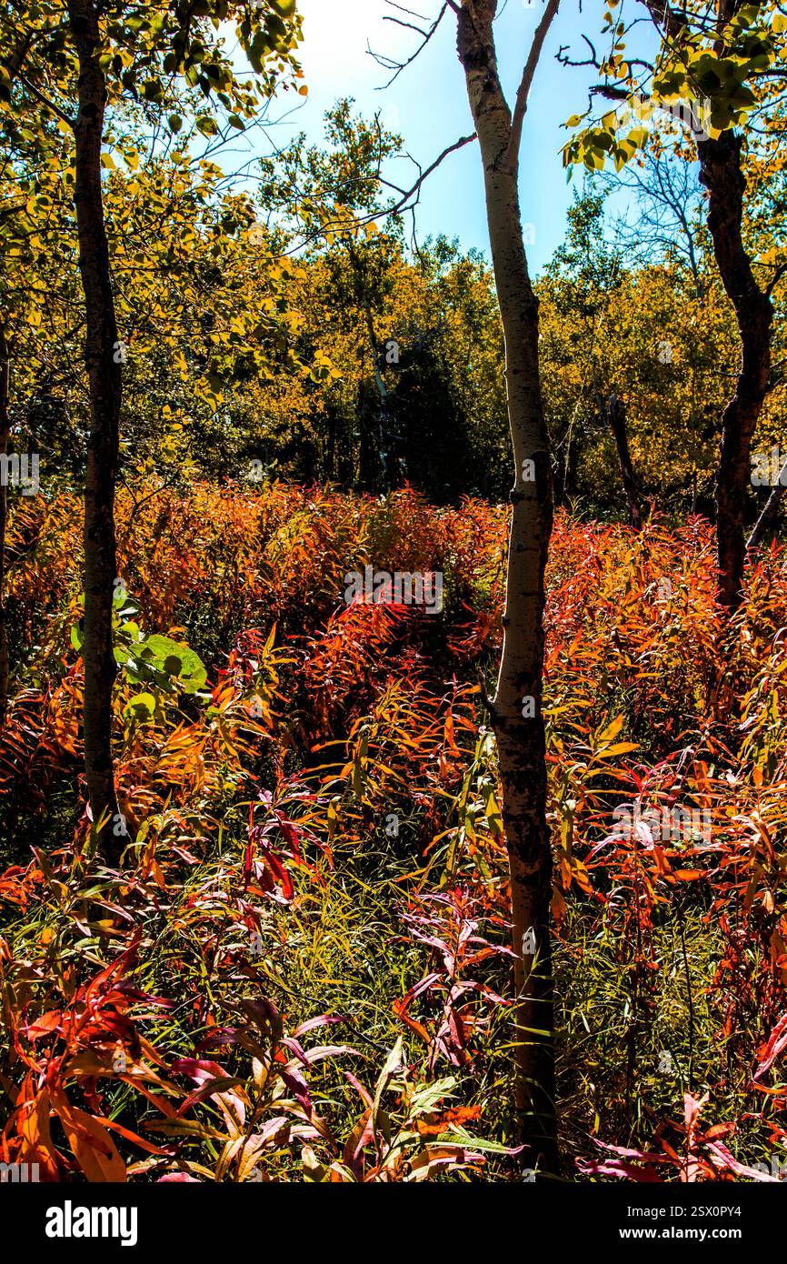 Campo di fiori gialli con un albero sullo sfondo. L'albero è alto e ha un tronco Foto Stock
