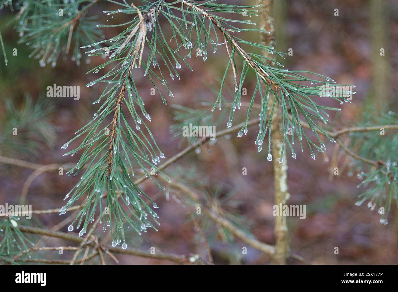 Natur Foto Stock
