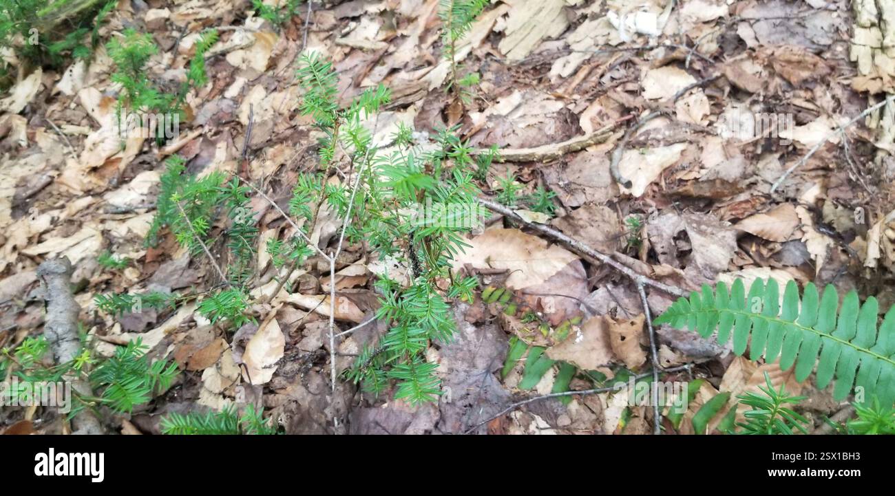 Tasso Canada (Taxus canadensis), Plantae, Perù, ma 01235, USA Foto Stock