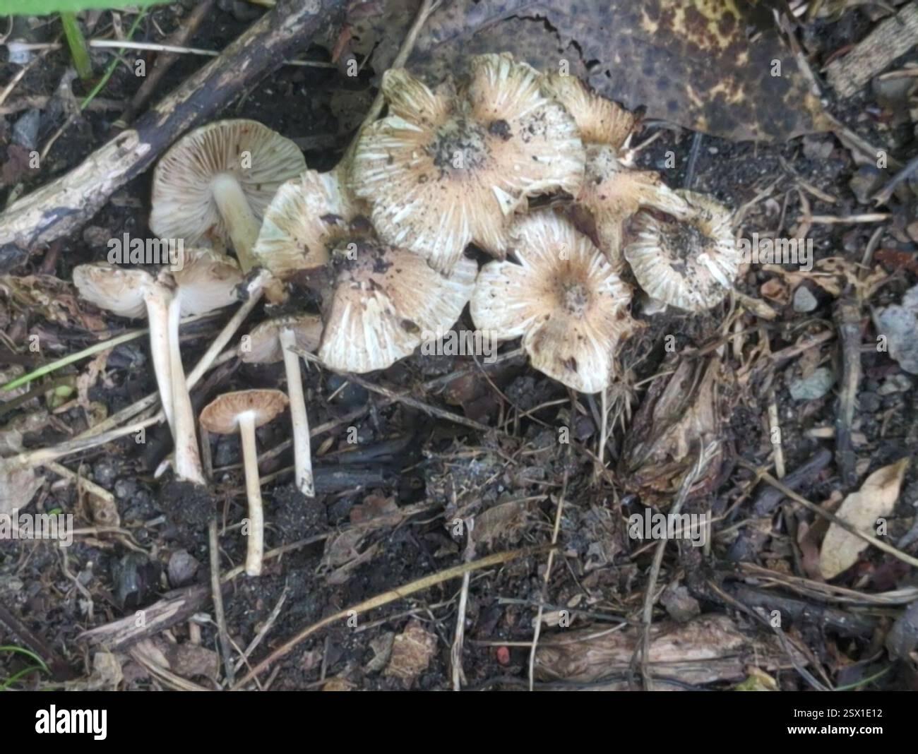 Fibercaps and Allies (Inocybaceae), funghi, Richland Township, PA, USA, betulla nera, pioppo di tulipani, magnolia al cetriolo, quercia, ciliegia nera, elm, hickory Foto Stock