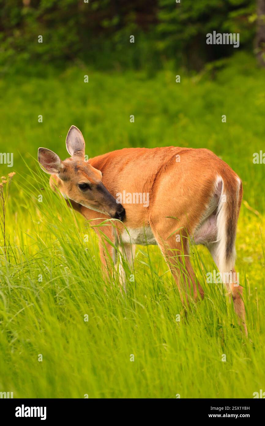 Deer è in piedi in un campo di erba alta. Il cervo sta guardando verso il basso Foto Stock