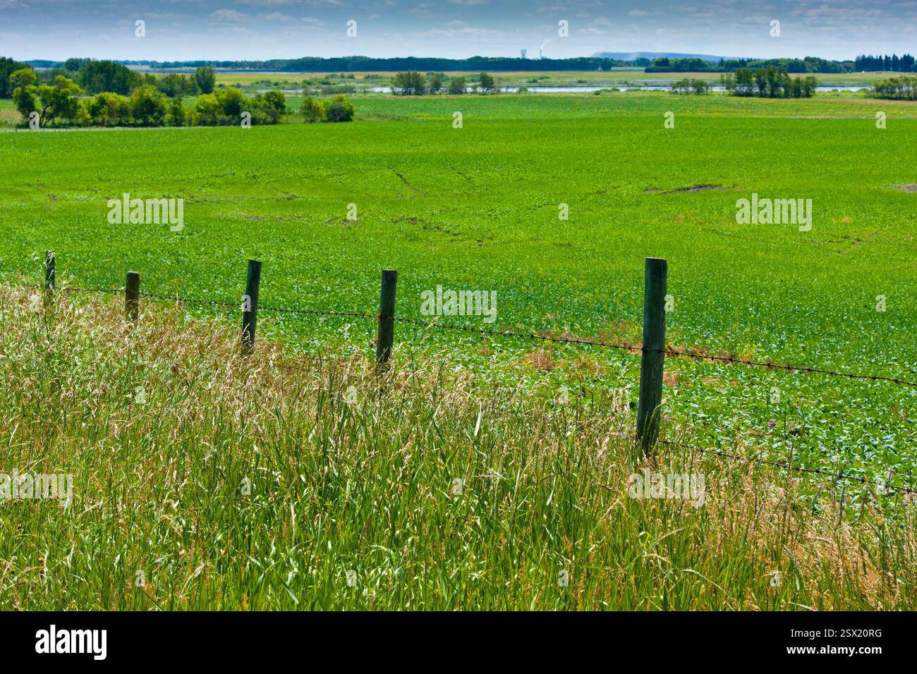 Campo d'erba con una recinzione sullo sfondo. L'erba è verde e il cielo è blu Foto Stock
