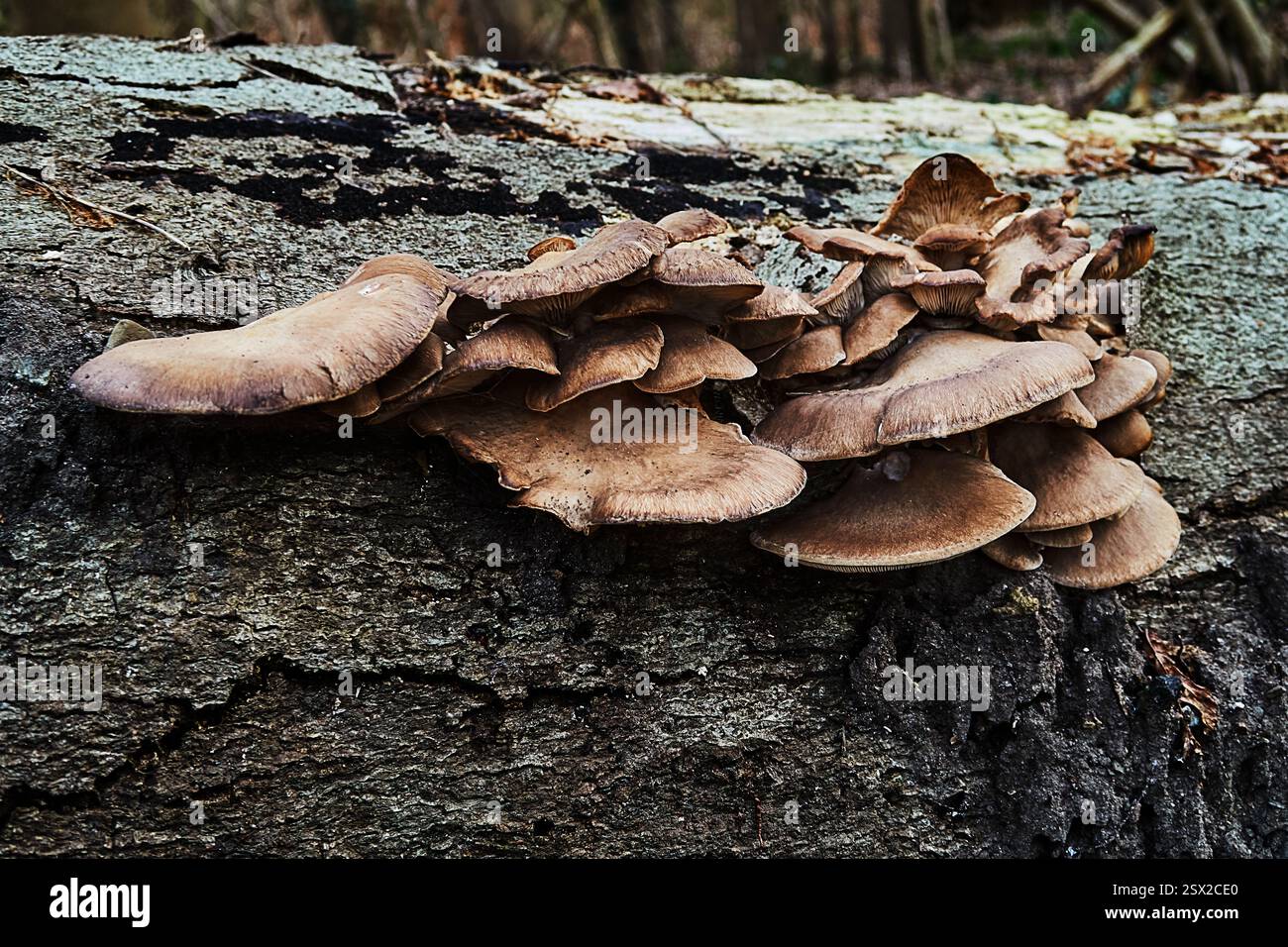 Funghi nella forrest. Foto Stock