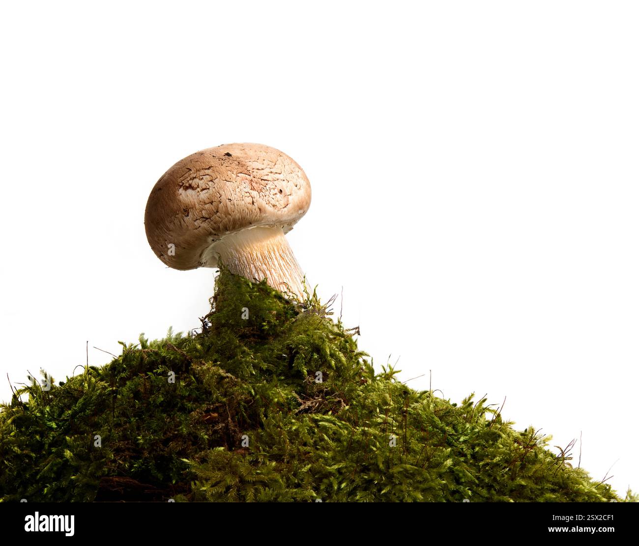Fungo Foto Stock
