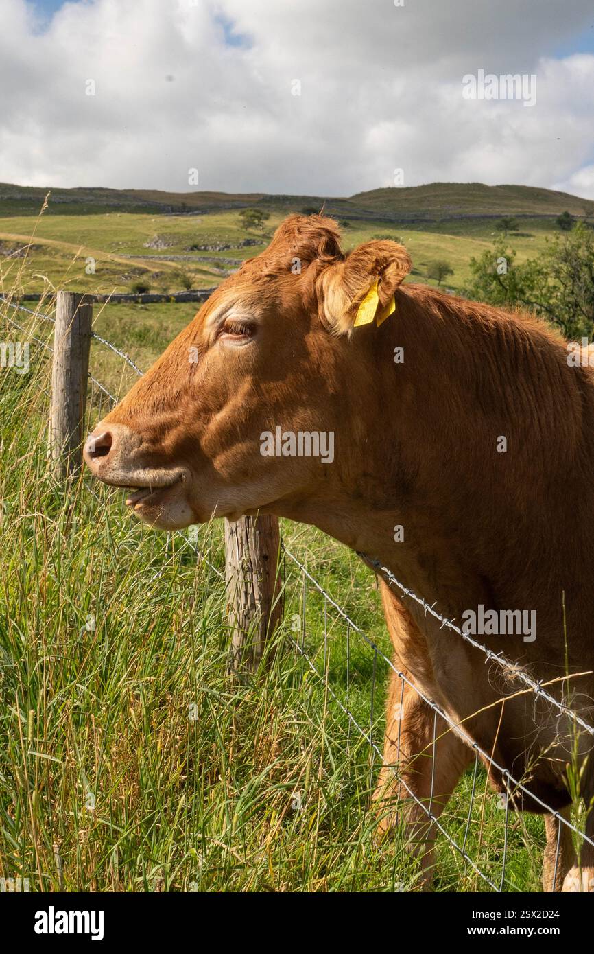 Una mucca felice, che si gode la sua vita soleggiata. Foto Stock
