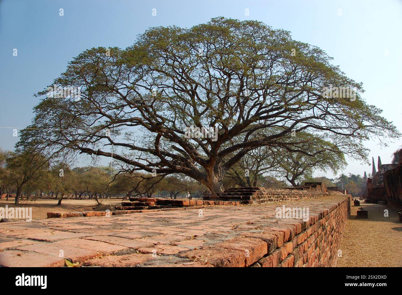 Enorme e antico albero pioggia o sciamano ad Ayutthaya con rami estesi e un'ampia tettoia, che irradia un'atmosfera tranquilla e spirituale Foto Stock