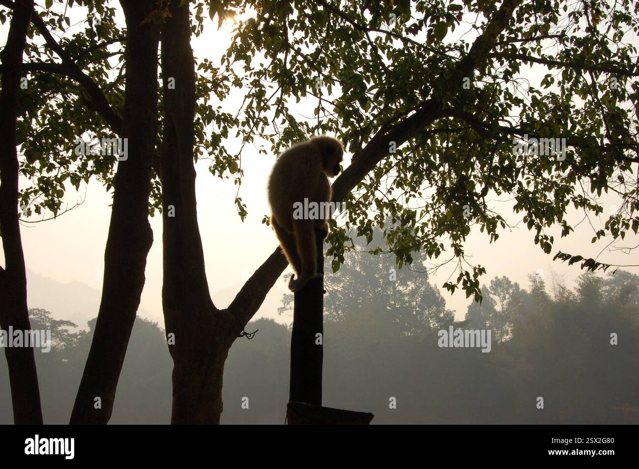 Scimmia gibbon di colore chiaro legata con una corda su un albero a Kanchanaburi, Thailandia, una controversa attrazione turistica che mette in risalto la cattività della fauna selvatica Foto Stock