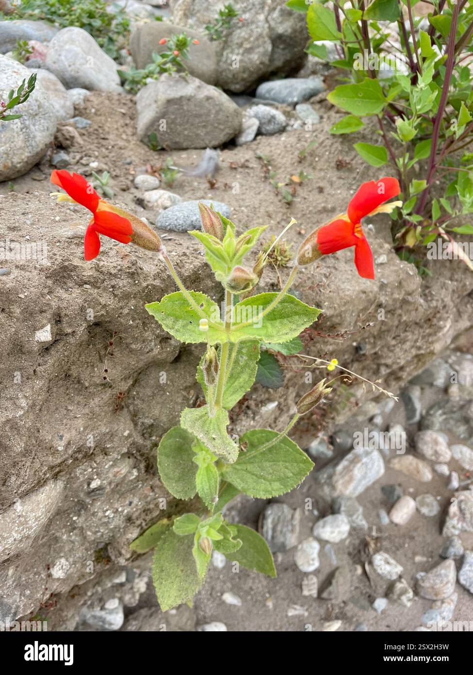 scarlet Monkeyflower (Erythranthe cardinalis), Plantae, Andrew Molera State Park, Big Sur, CA, US, Scarlet Monkeyflower (Erythranthe cardinalis) precedentemente chiamato Mimulus cardinalis, alias Cardinale Monkeyflower. È una pianta pelosa originaria, perenne, della famiglia dei semi di Lopseed (Phrymaceae) che cresce di 25-80 cm (fino a 31 pollici) di altezza in luoghi umidi e umidi lungo ruscelli e altre aree di infiltrazione, in molte comunità di piante. Le foglie sono opposte, oblunghe per obovare, dentate e alcune di esse bloccano lo stelo. Coppie di fiori rosso-arancio luminosi sono alla fine del pedicello lungo. I fiori hanno due lobi ad arco Foto Stock