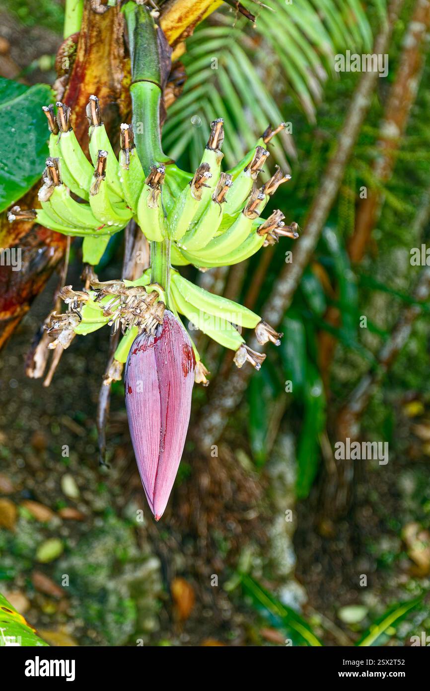 Le banane appese alle erbe, al mazzo, ai petali di fiori viola all'estremità, crescono nelle regioni tropicali umide, nella varietà Cavendish, nei giardini tropicali, nei Caraibi e nelle Barbados Foto Stock