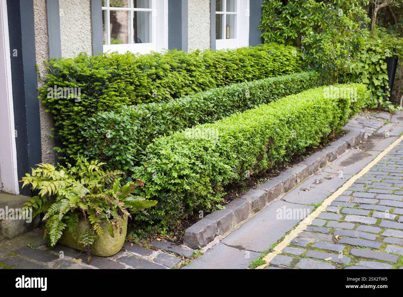 Siepi formali di buxus, privet e conifere fuori da un cottage nel centro storico di Edimburgo, Regno Unito Foto Stock