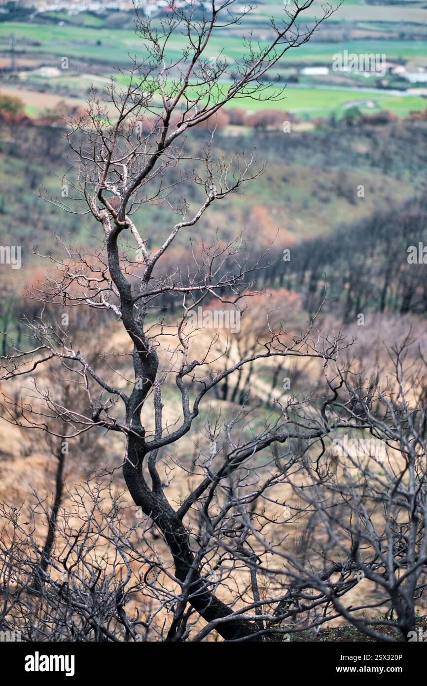 Albero bruciato in una foresta devastata dopo un incendio Foto Stock