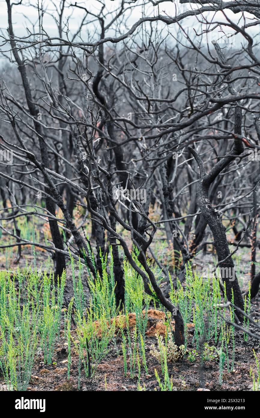 Nuove piante verdi che crescono nella foresta bruciata mostrando speranza e rinascita dopo l'incendio Foto Stock