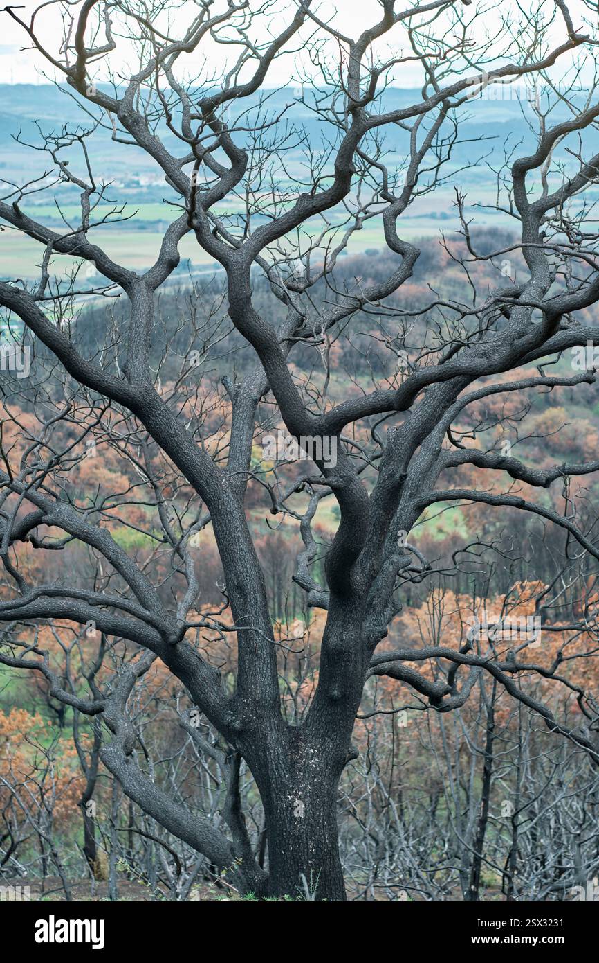 L'albero bruciato si erge alto in un paesaggio forestale devastato Foto Stock