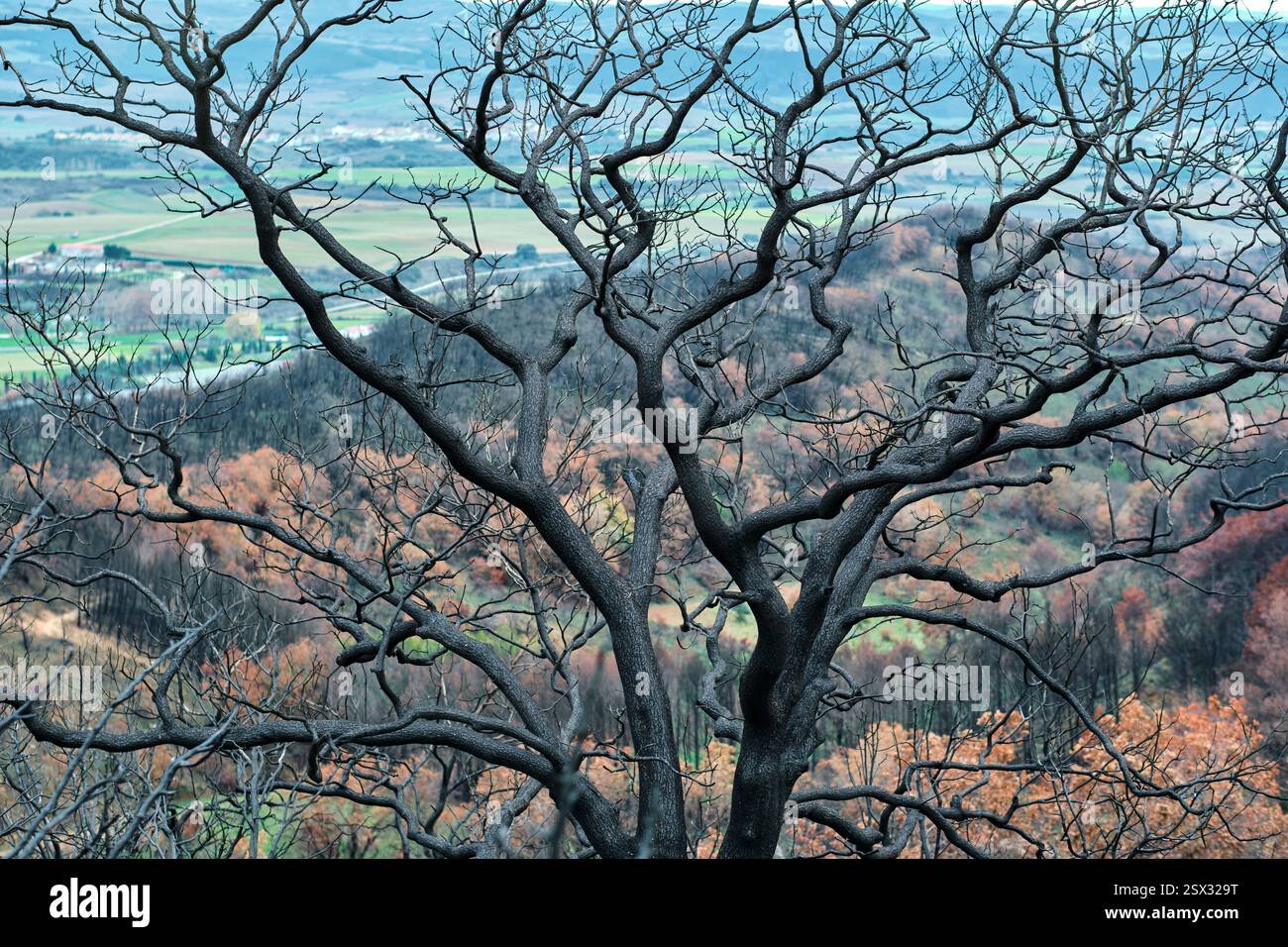 Albero bruciato che domina il paesaggio dopo un devastante incendio Foto Stock